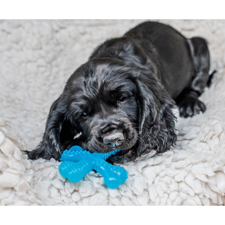 Nylabone Osso X Mordedor com Sabor a Carne para cachorros, , large Imagem n&uacute;mero 2