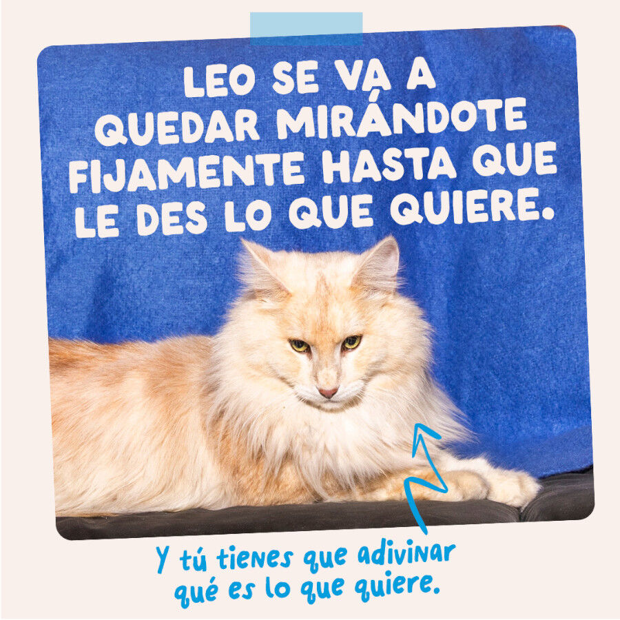12 x 85 g Edgard & Cooper Catch of the day em molho em saquetas para gatos, , large Imagem n&uacute;mero 10