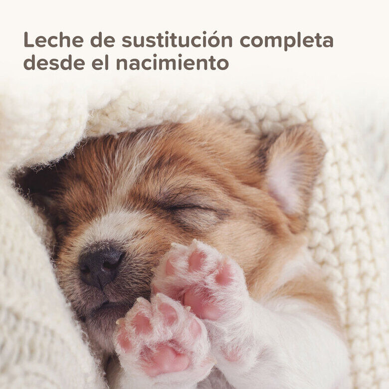 Beaphar Lactol Leche en Polvo para cachorros6 Imagem n&uacute;mero 6
