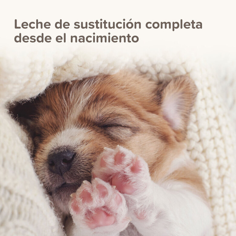 leche_cachorros_beaphar_BEA15196_M_AG23_6 Imagem número 6 Beaphar Lactol Leche en Polvo para cachorros6 Imagem número 6