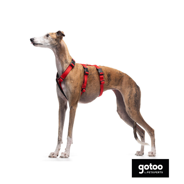 Gotoo Arnês antievasão vermelho para cães,  Imagem número 5 Gotoo Arnês antievasão vermelho para cães, , large Imagem número 5