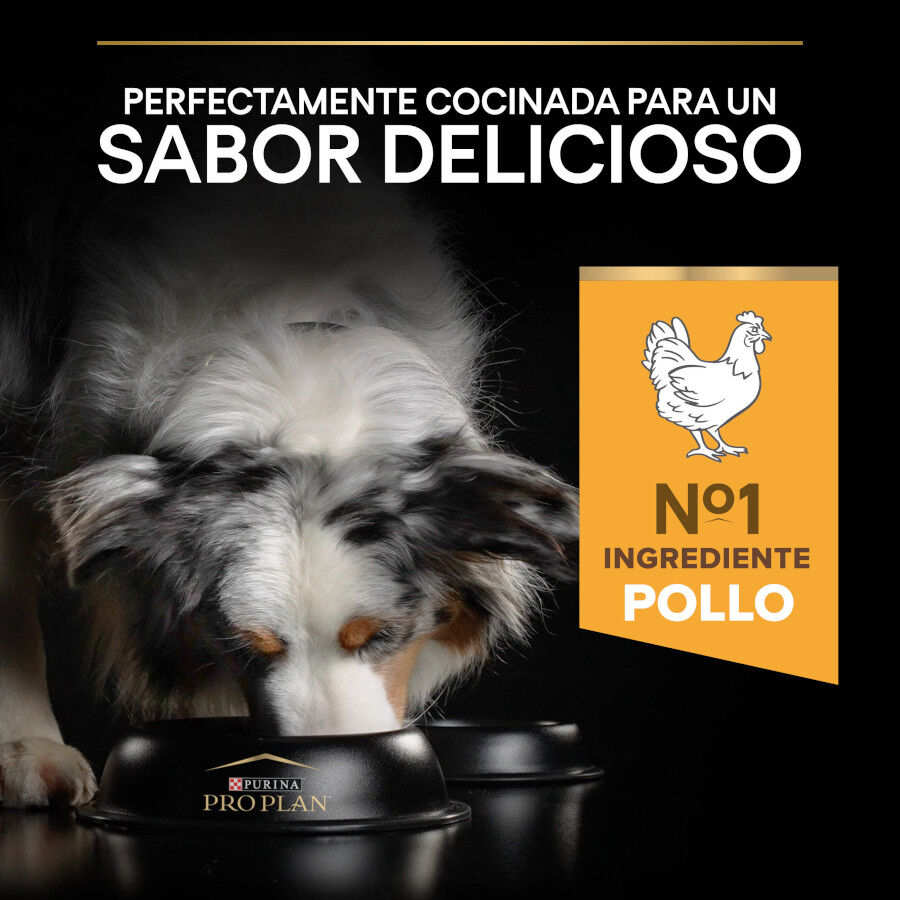 14 kg Pro Plan Adult Medium Y Large Frango ra&ccedil;&atilde;o para c&atilde;es seniores, , large Imagem n&uacute;mero 7