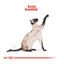 10 kg Royal Canin Adult Siamês ração para gatos, , large Indicador imagem número 4