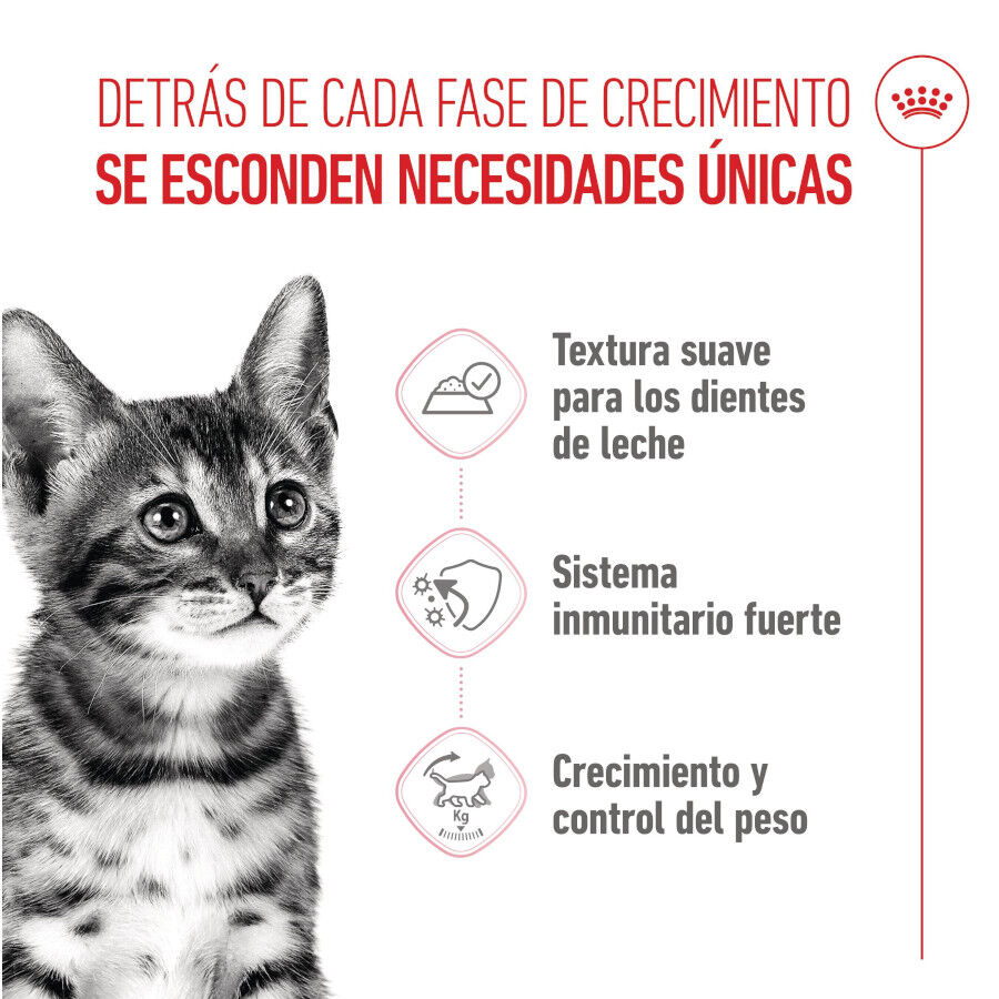 85 g Royal Canin Kitten Sterilised Saquetas de Gelatina para gatinhos, , large Imagem n&uacute;mero 3