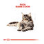 85 g Royal Canin Maine Coon alimento húmido para gatos, , large Indicador imagem número 4