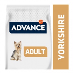 Advance Yorkshire Terrier