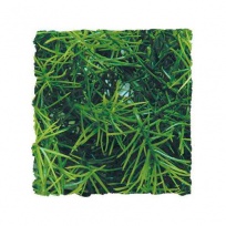 Plantas artificiais: Cassuarina