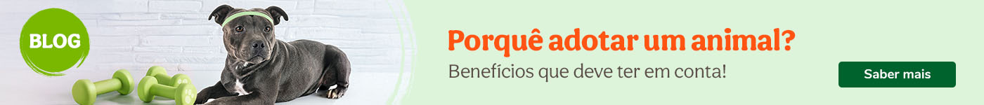 Porquê adotar um animal? Benefícios que deve ter em conta!