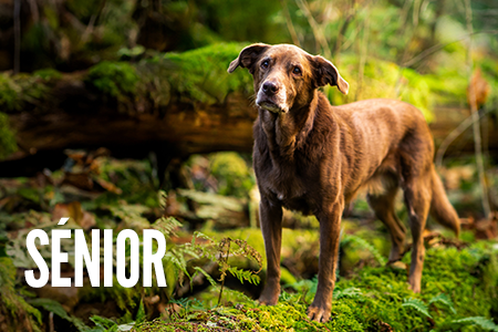 Receitas para cão em idade sénior.