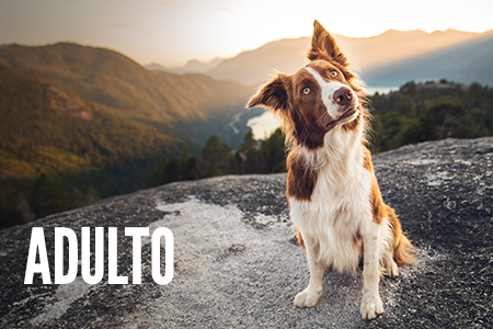 Receitas para cão em idade adulta.