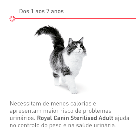 Gato adulto esterilizado: de 1 aos 7 anos