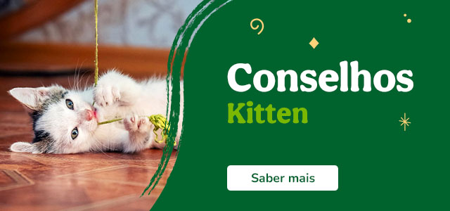 Conselhos para cuidar do seu gatinho.