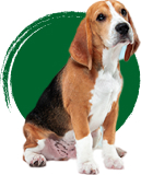 Cães