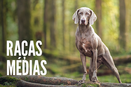 Receitas para cães de tamanho médio.