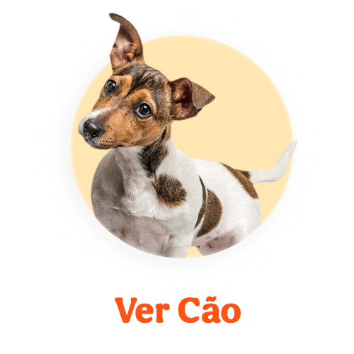Ofertas Cão