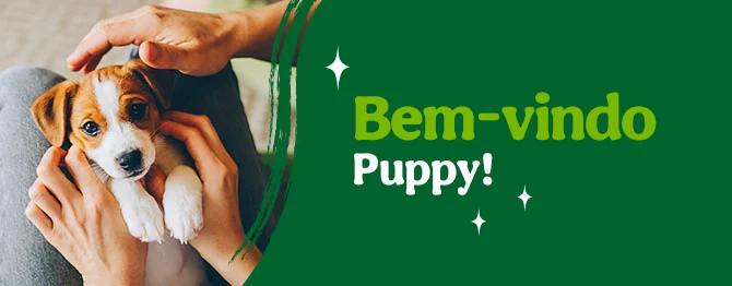 Os produtos essenciais para receber em casa o novo cachorro