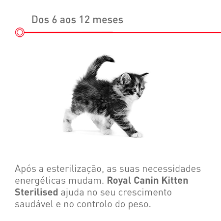 Gatinho esterilizado: dos 6 aos 12 meses