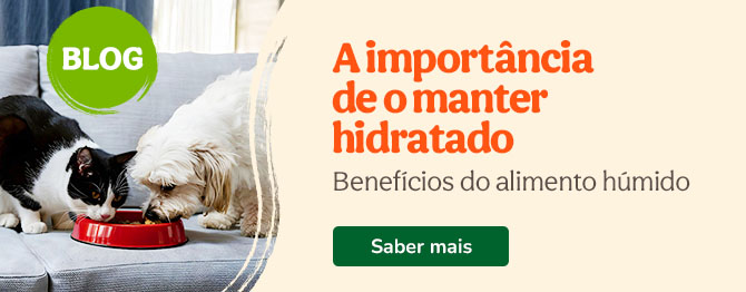 Importância da hidratação em animais, artigo informativo no blog da Tiendanimal sobre cuidados essenciais no verão.