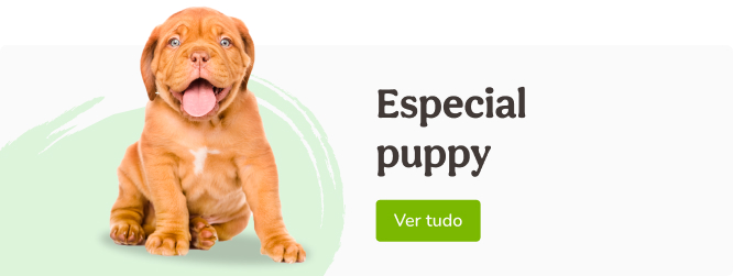 Bienvenido Cachorrito