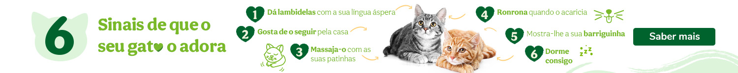 Preste atenção aos sinais e descubra o quanto o seu gato o adora