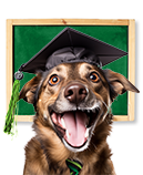 Cães
