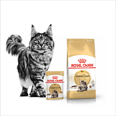 Royal Canin Raças. Nutrição especializada para cada raça de gato.