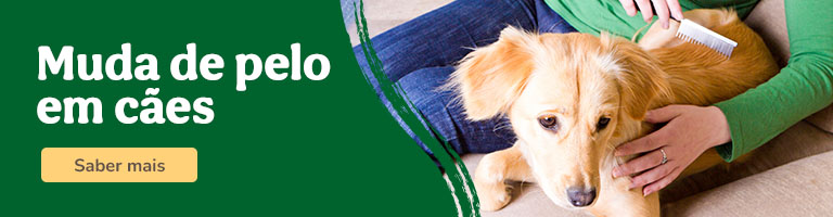 Saiba tudo sobre a muda de pelo em cães