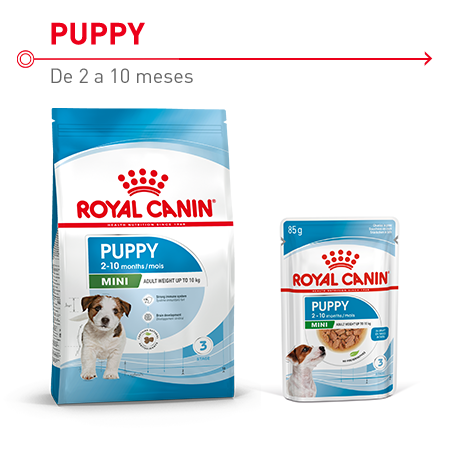 Royal Canin Mini Puppy. Ração e alimento húmido para cachorros.
