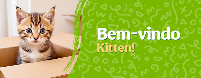 Os produtos essenciais para receber em casa o novo gatinho