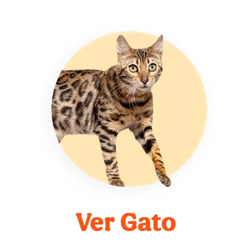 Ofertas gato