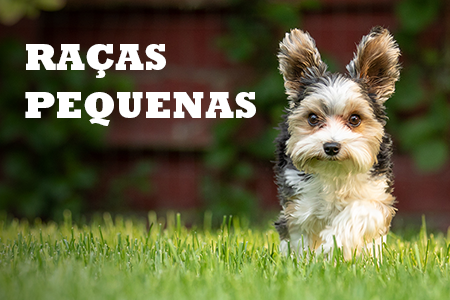 Alimentação natural para raças pequenas.