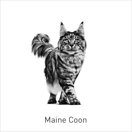 comprar alimentação para gatos da raça Maine Coon