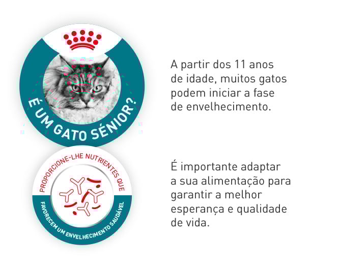 Royal Canin Senior. É importante adaptar a alimentação do seu gato a partir dos 11 anos, quando inicia a fase de envelhecimento, melhorando assim a sua esperança e qualidade de vida.