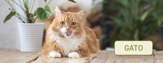 Encontre a receita que melhor se adapta ao seu gato.