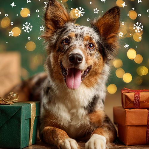 Presentes para cães