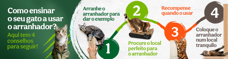 Como ensinar o seu felino a usar o arranhador.