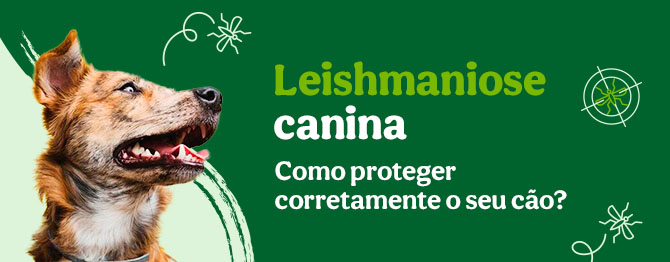 Saiba proteger corretamente o seu cão da Leishmaniose 