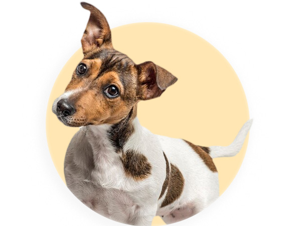 Promoções Cães	