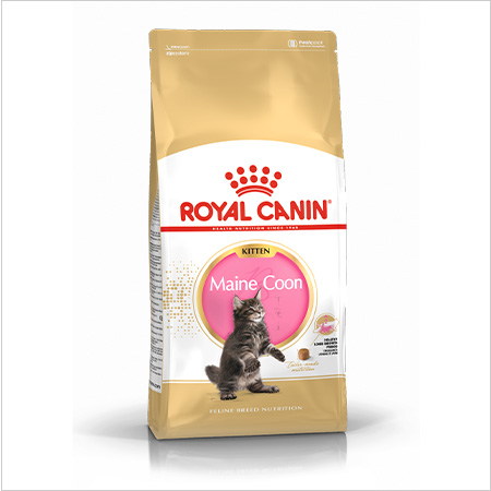 Royal Canin Persian ração para gatinhos