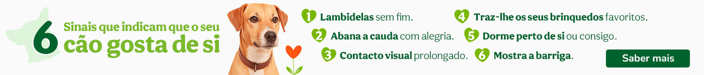 Fique atento aos sinais e descubra quanto o seu cão gosta de si!