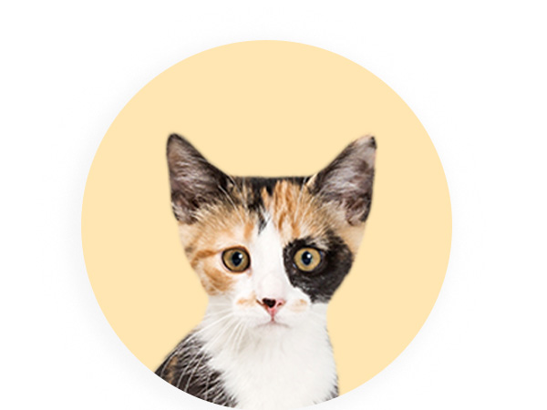 Promoções Kitten