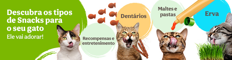 Os snacks irresistíveis para o seu gato