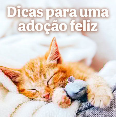 Dicas para uma adoçao feliz