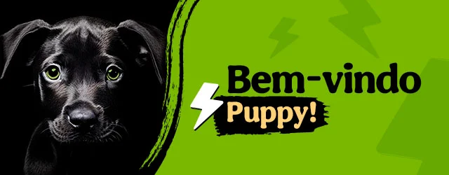 Os produtos essenciais para receber em casa o novo cachorro