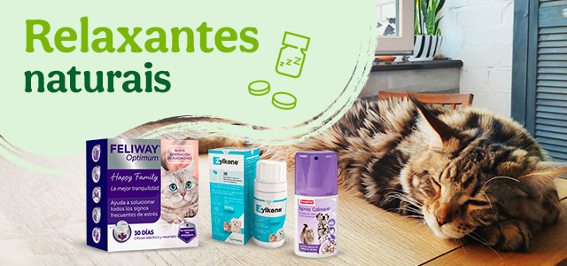 Relaxantes naturais para os felinos