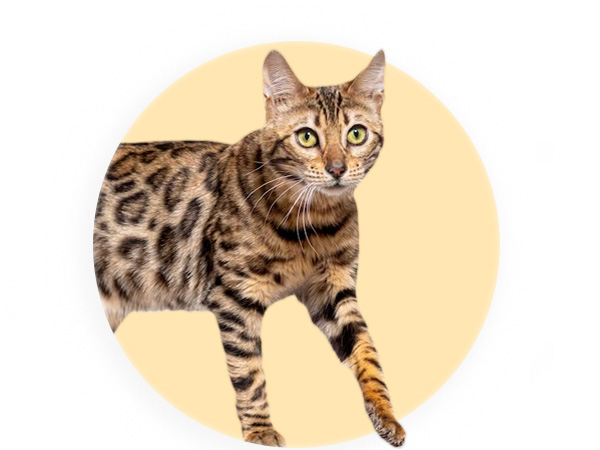 Promoções Gatos	