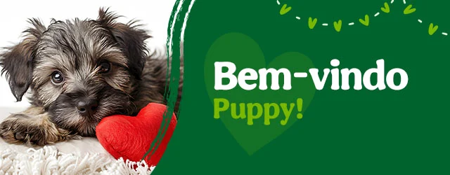 Os produtos essenciais para receber em casa o novo cachorro