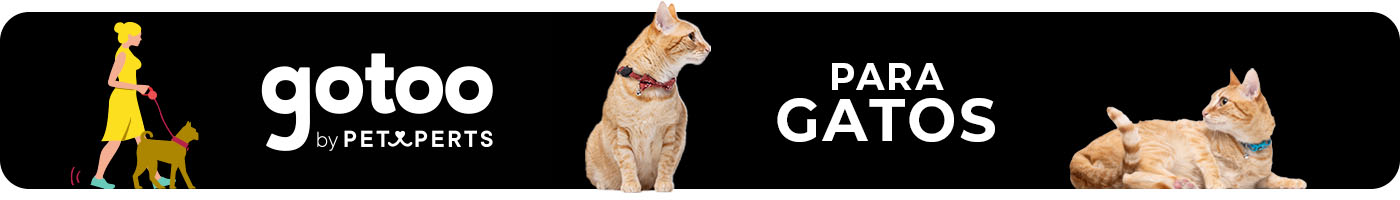 Gato- Selección de accesorios para el paseo diario. Encuentra tu estilo para cada ocasión