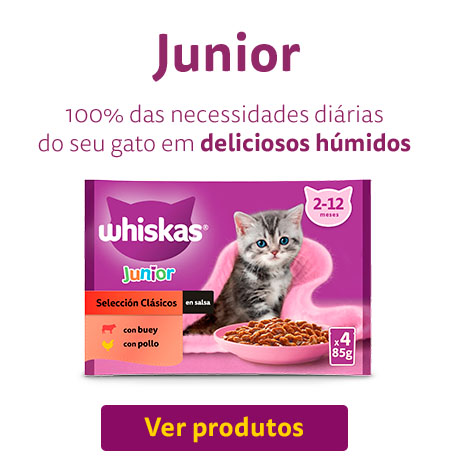 Produtos para gato bebé