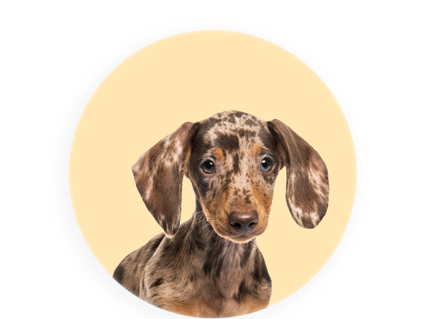 Promoções Puppy